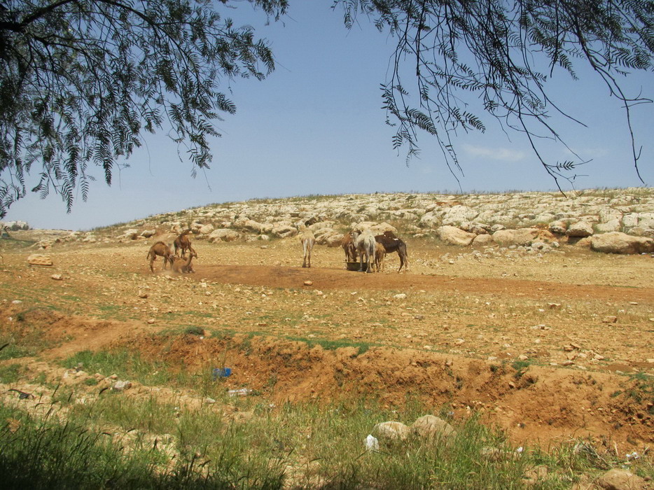 201156003.jpg