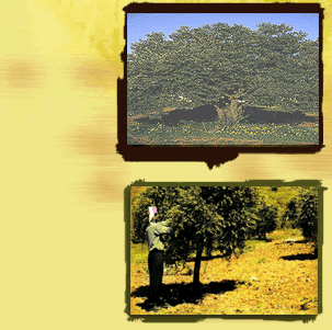 olive2.gif